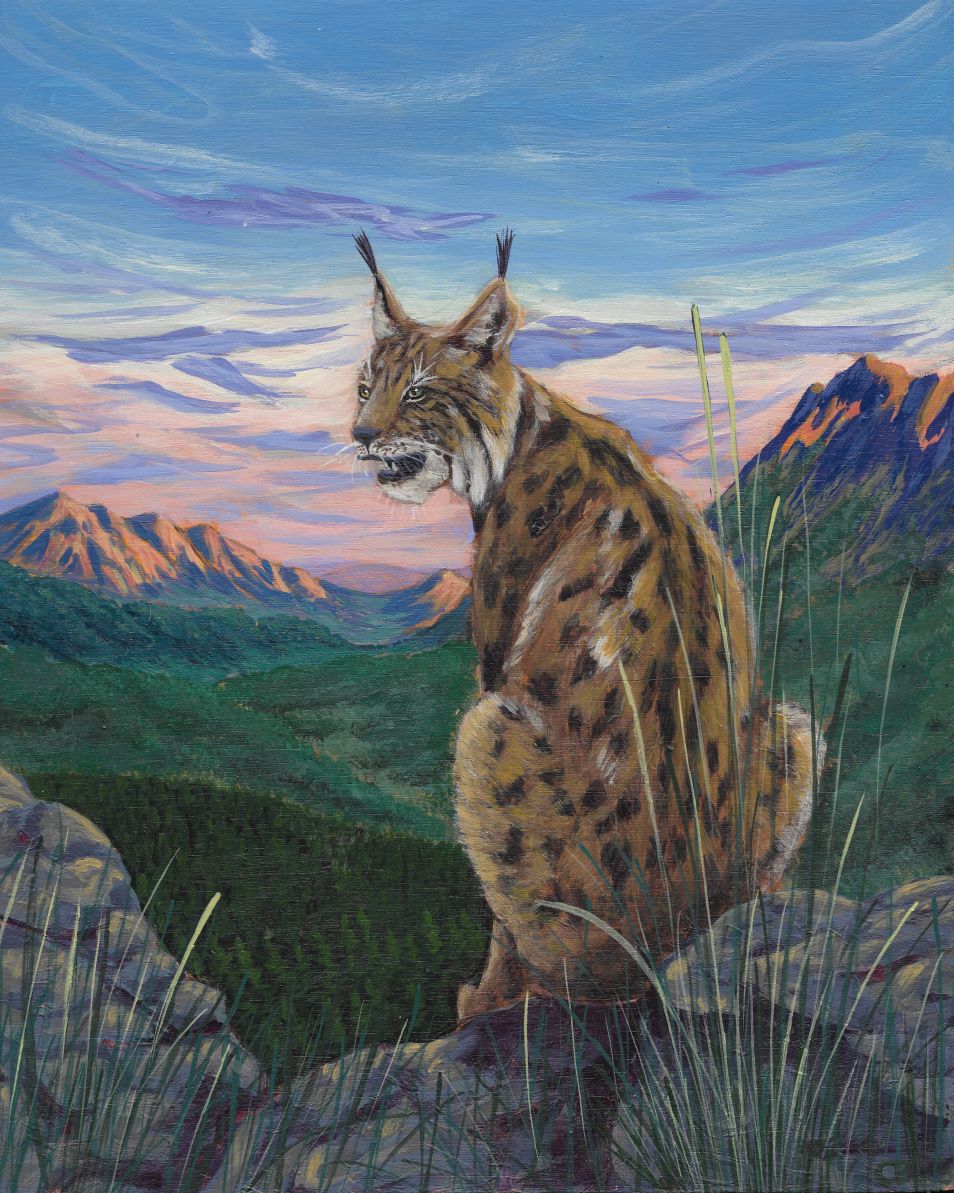 acrylic painting of a bobcat sitting on a rock with mountains in the background