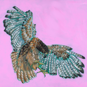 Red Tailed Hawk Scan of acrylic painting pink background with hawk in the center