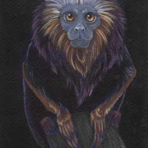 Golden Lion Tamarin Post Card