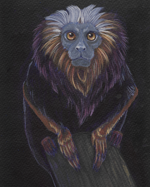 Golden Lion Tamarin Post Card