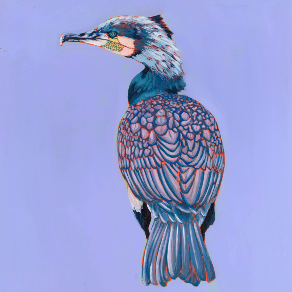 Cormorant Print