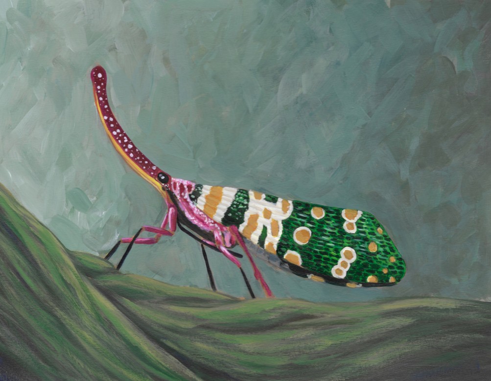 Lantern Bug Post Card